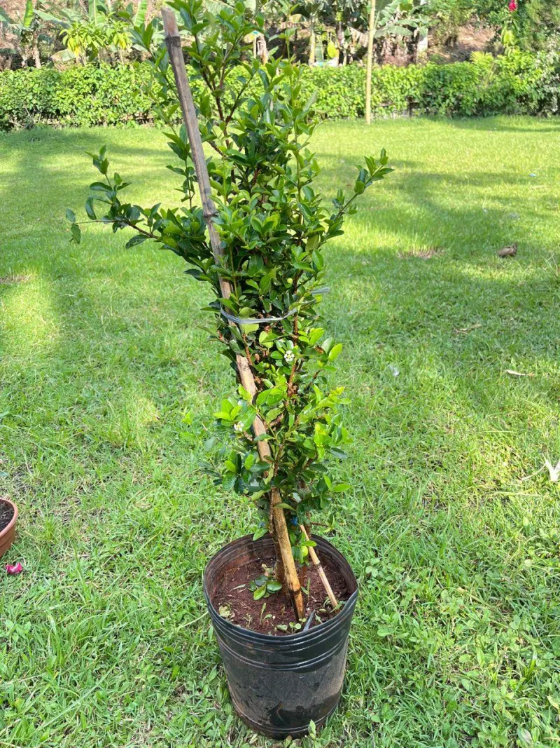 Acerola