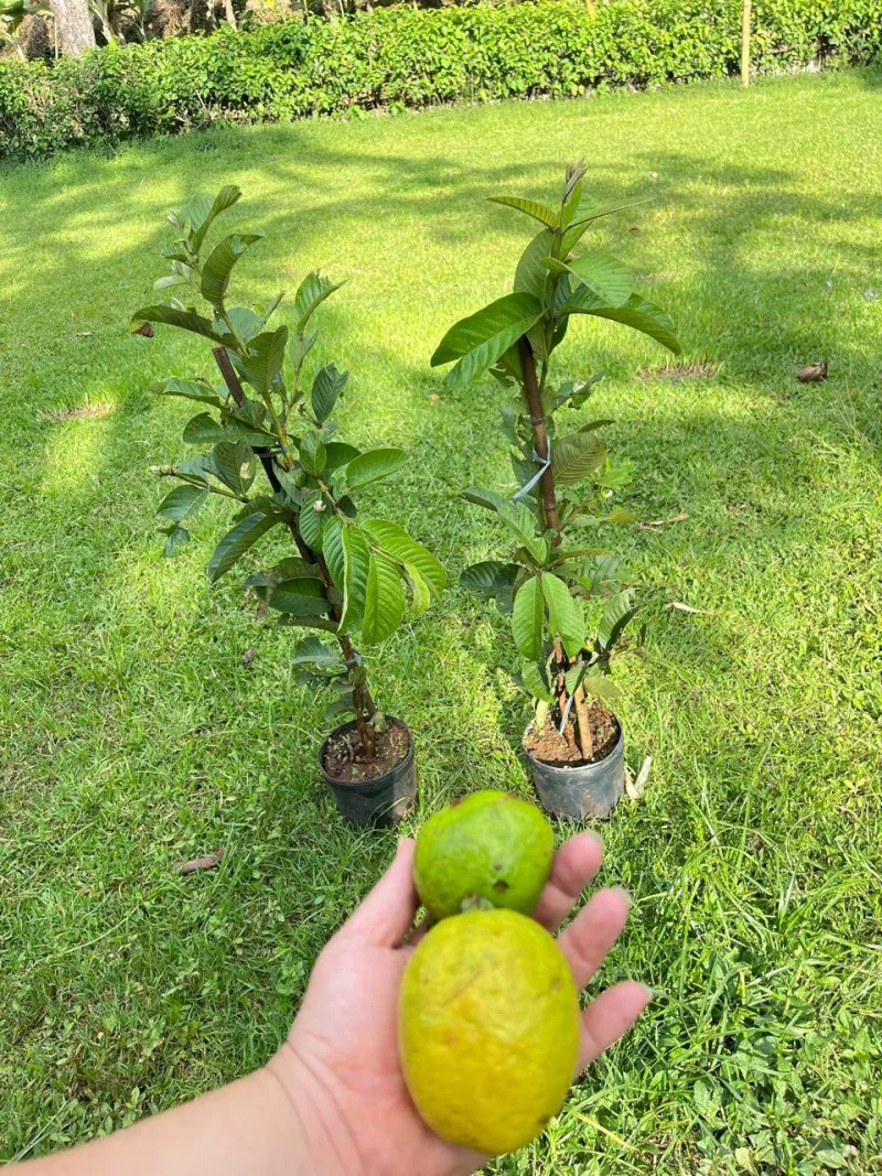 Goiaba tailandêsa vermelha