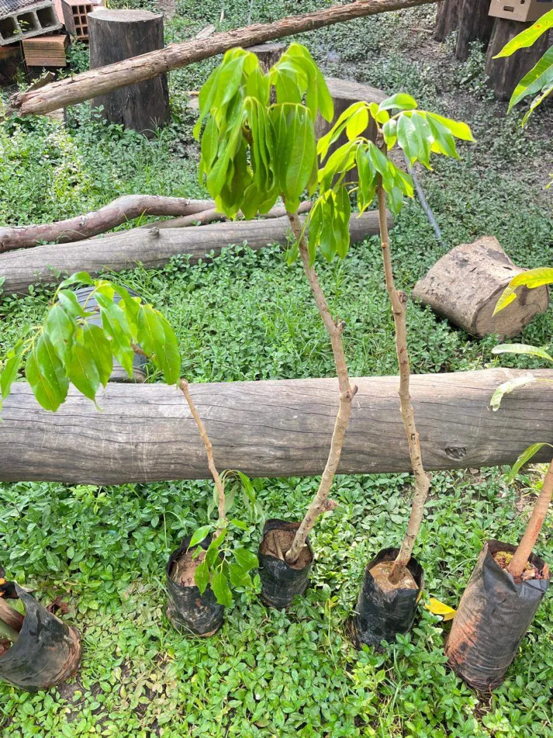 Lichia