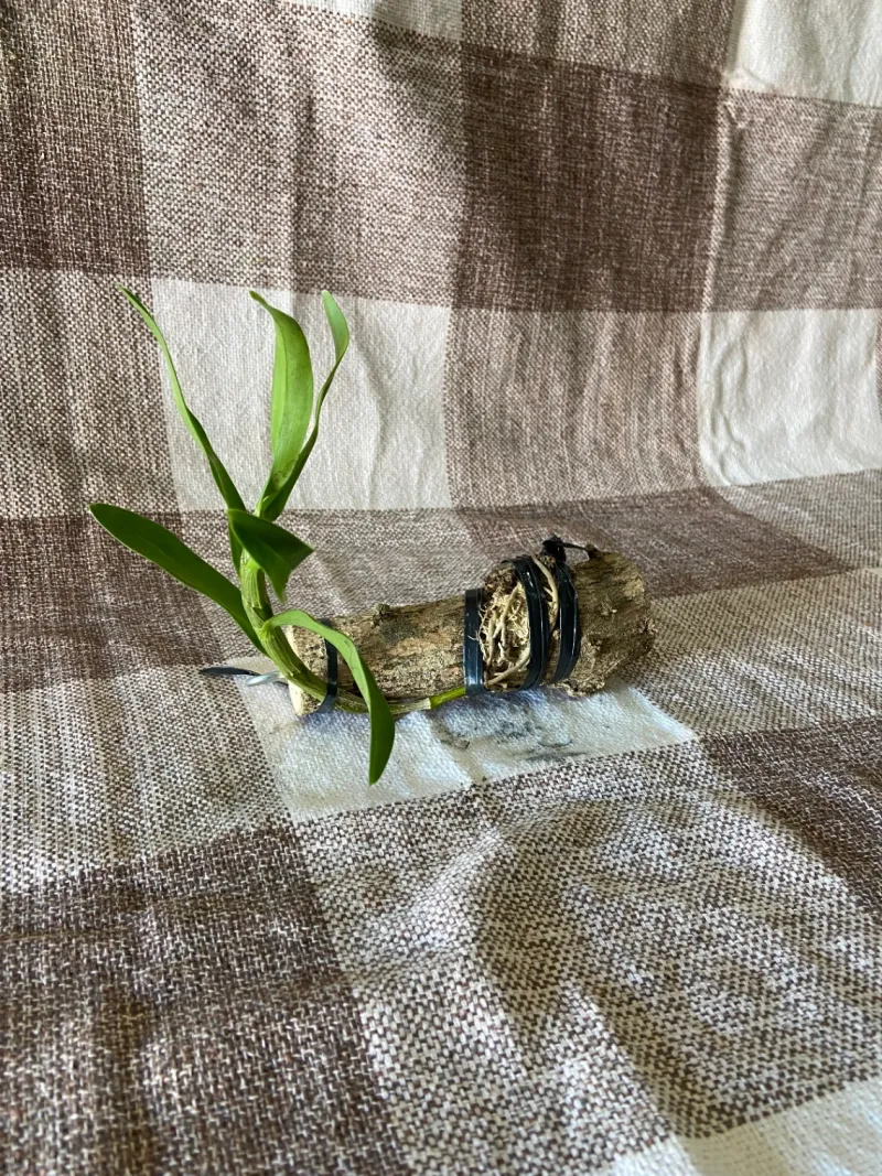 Orquídea no toquinho
