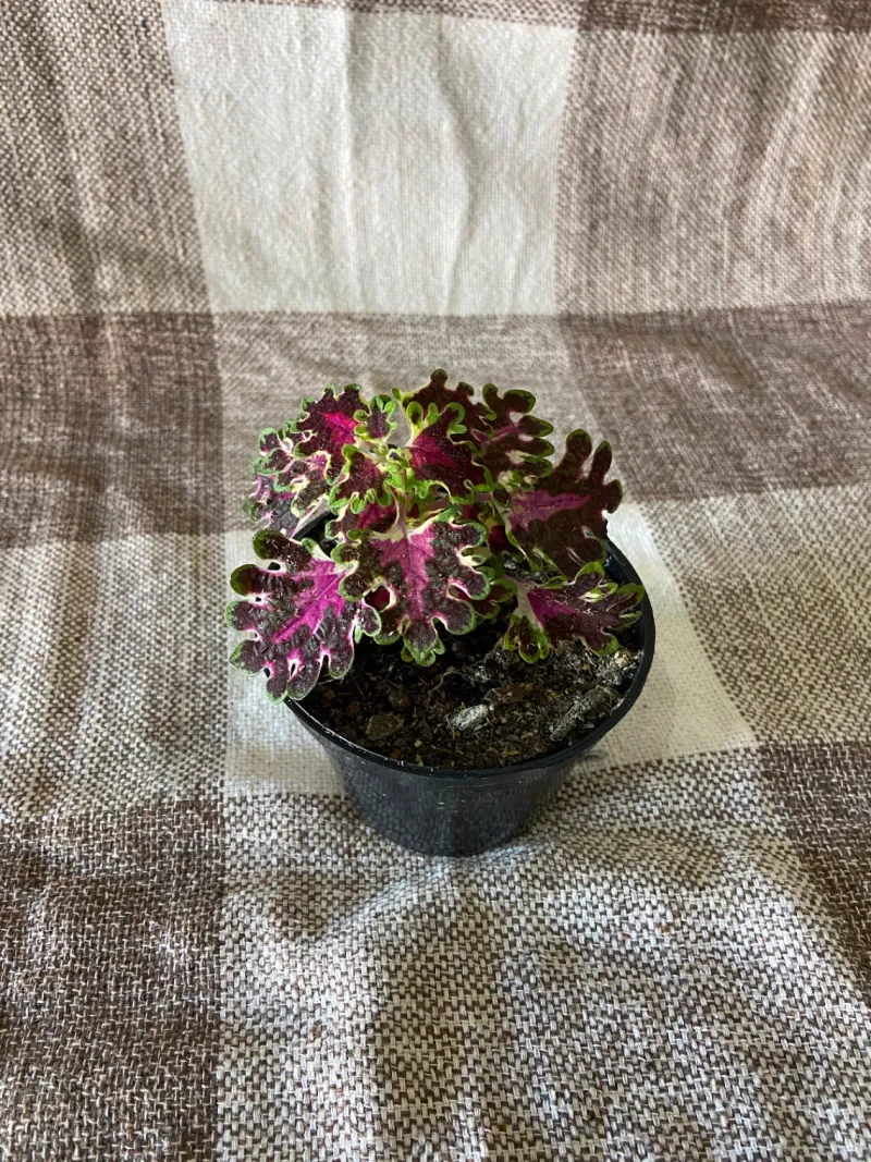 Coleus