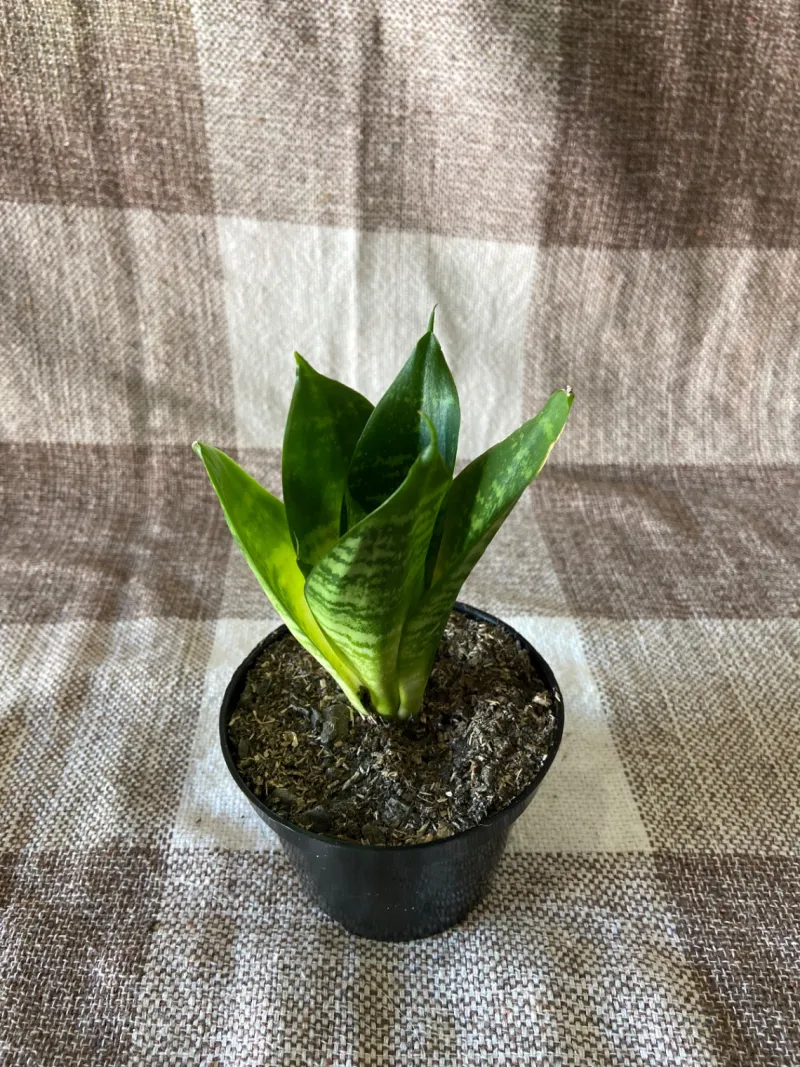 Mini espadinha