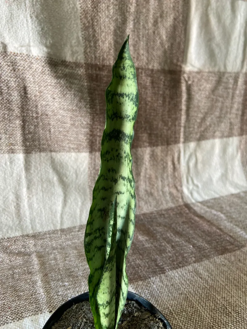 Espada de São Jorge