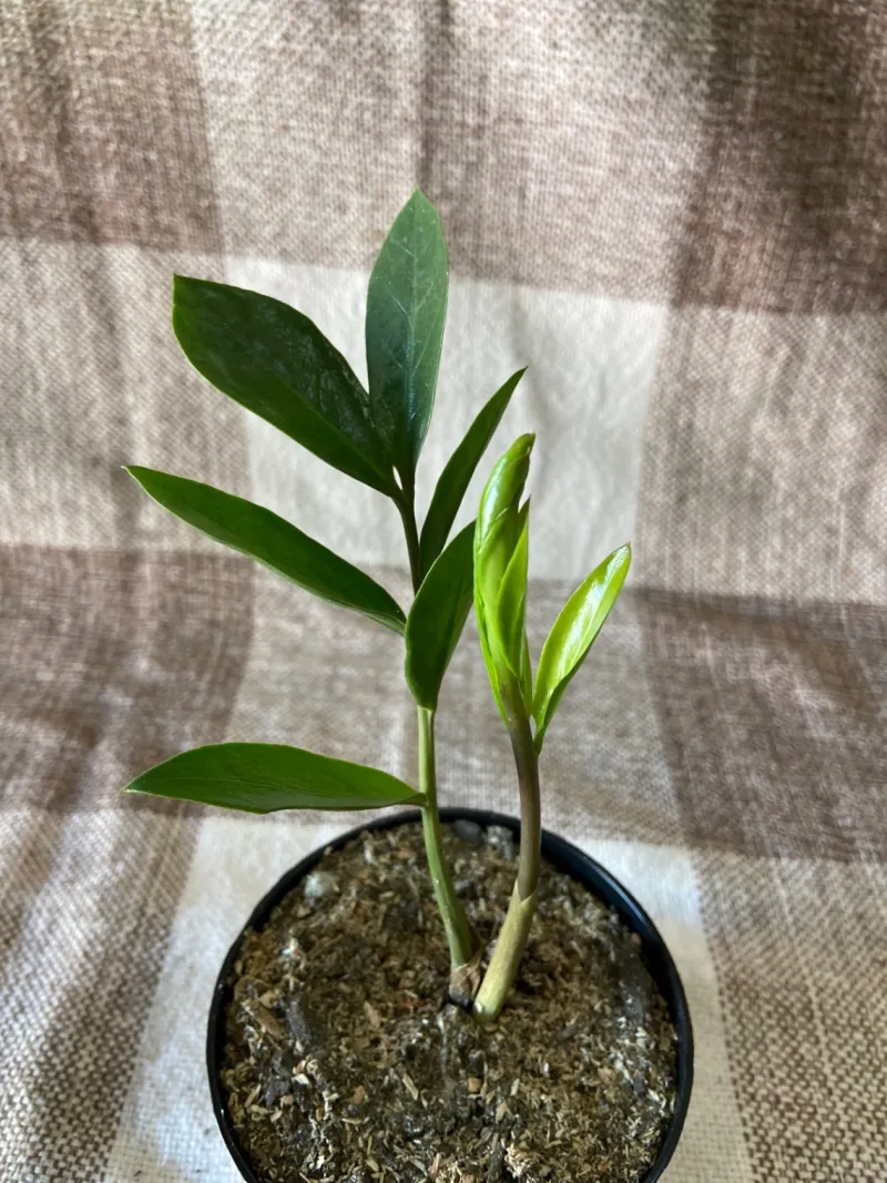 Mini Zamioculca