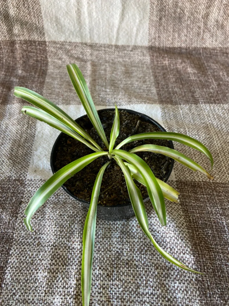 Clorofito