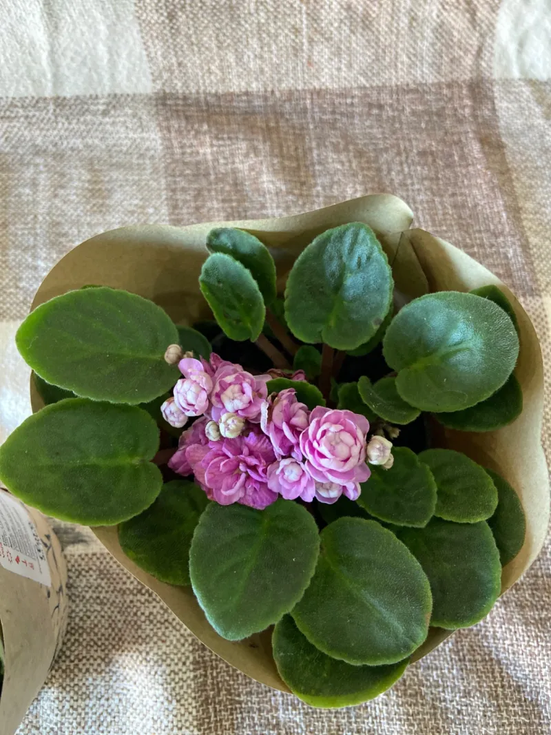 Violeta Rosa