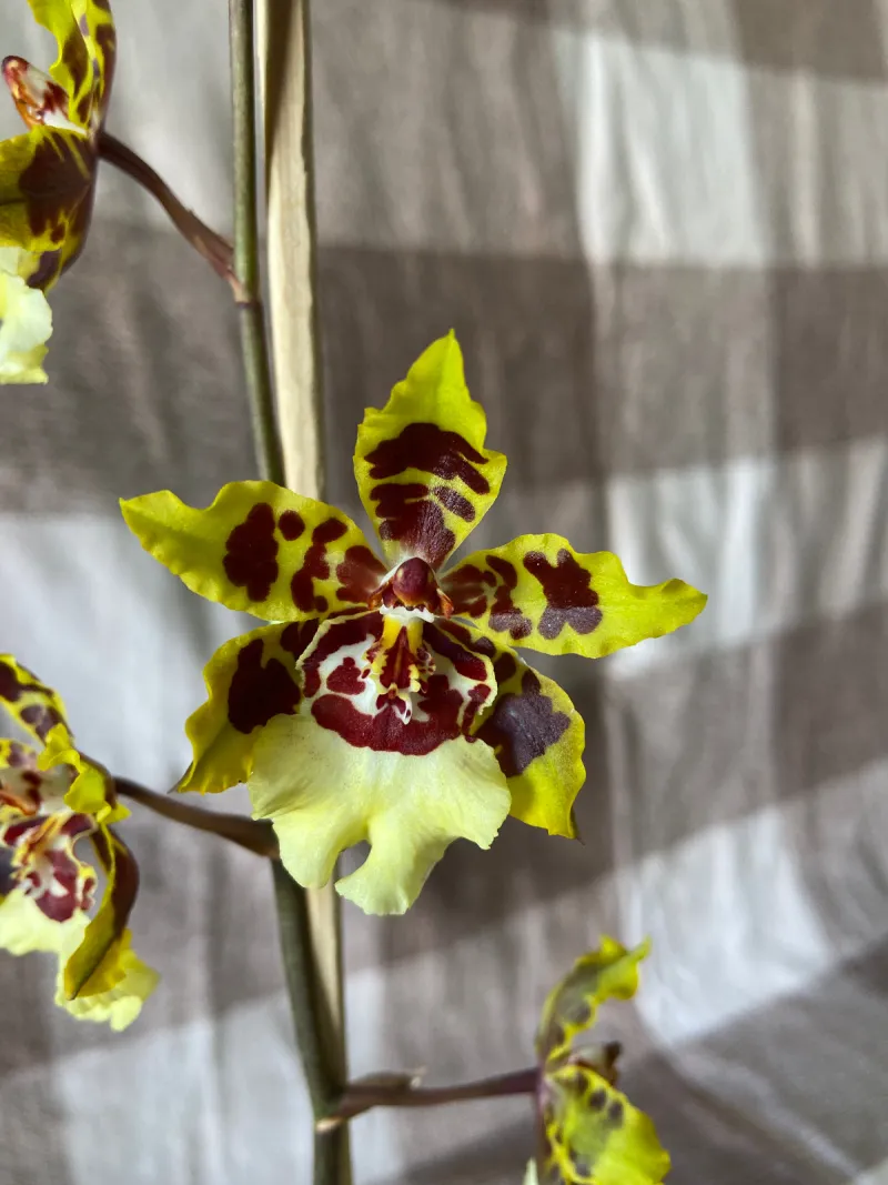 Orquídea colmanara
