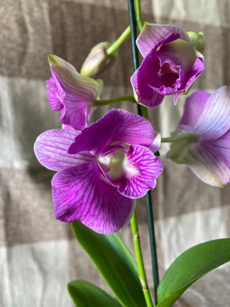 Orquídea Dephal