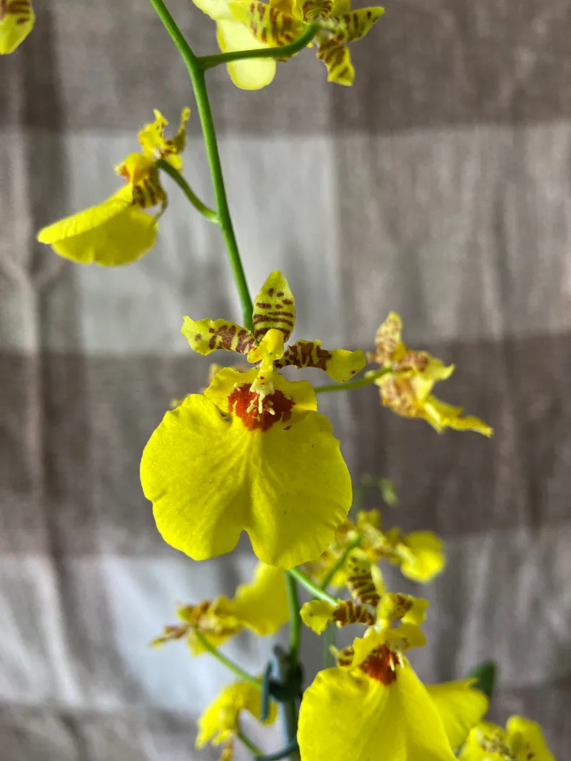 Orquídea chuva de ouro