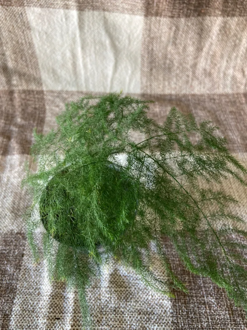 Aspargo Plumoso