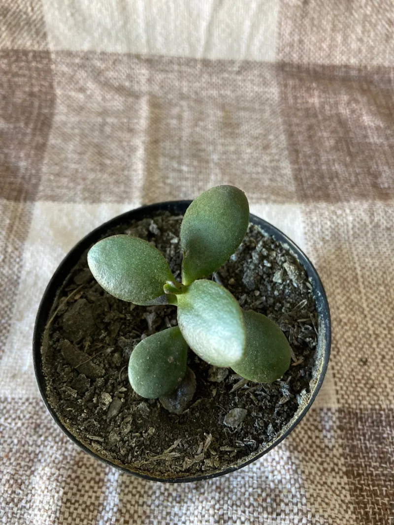 Muda de Jade