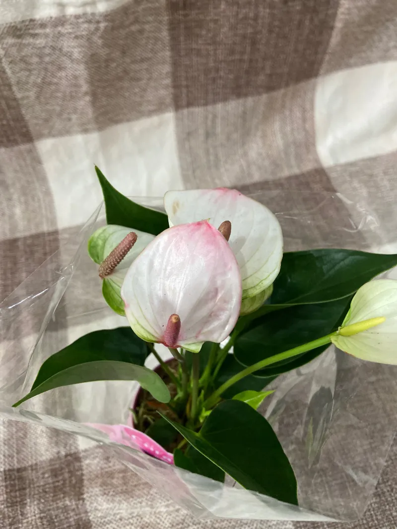 Mini Antúrio Rosado