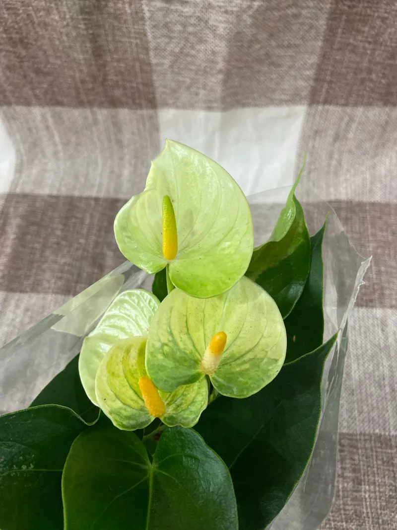 Mini Antúrio Amarelo Esverdeado
