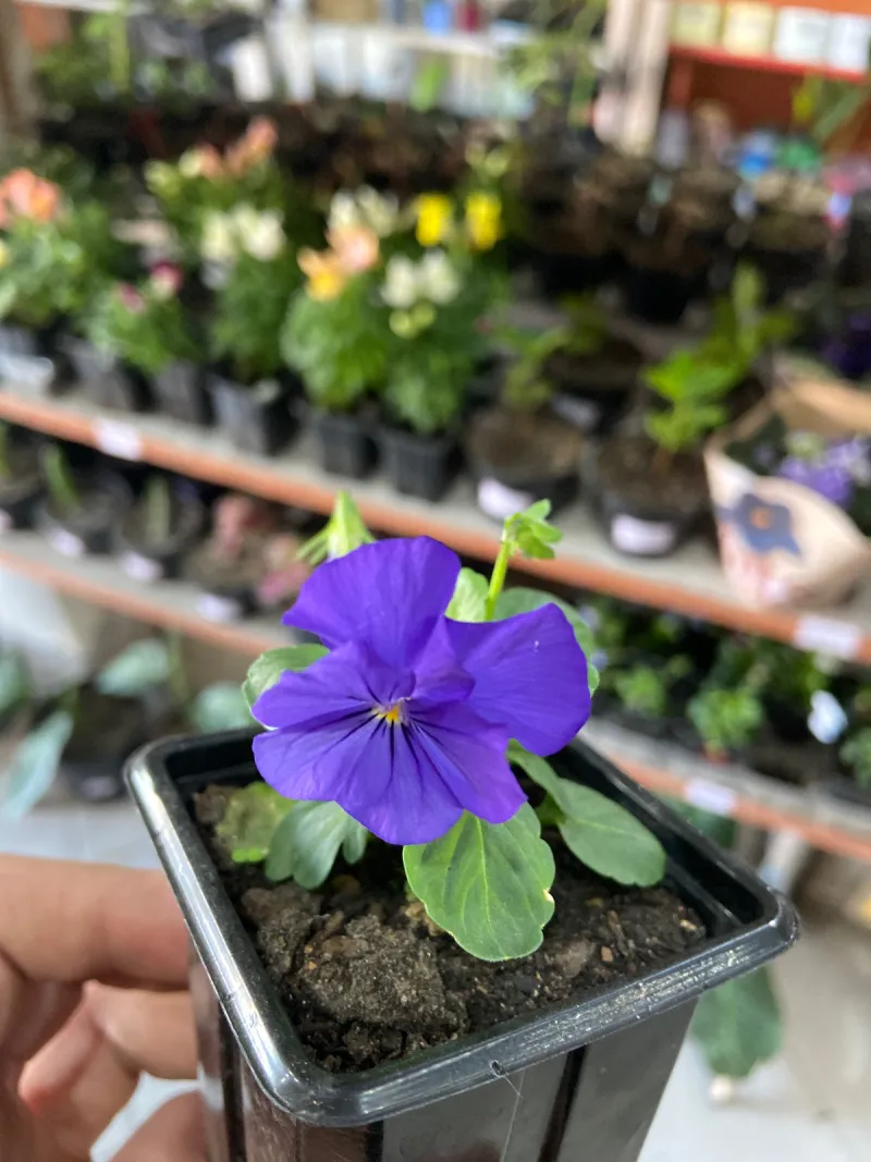 Viola (mini amor perfeito)