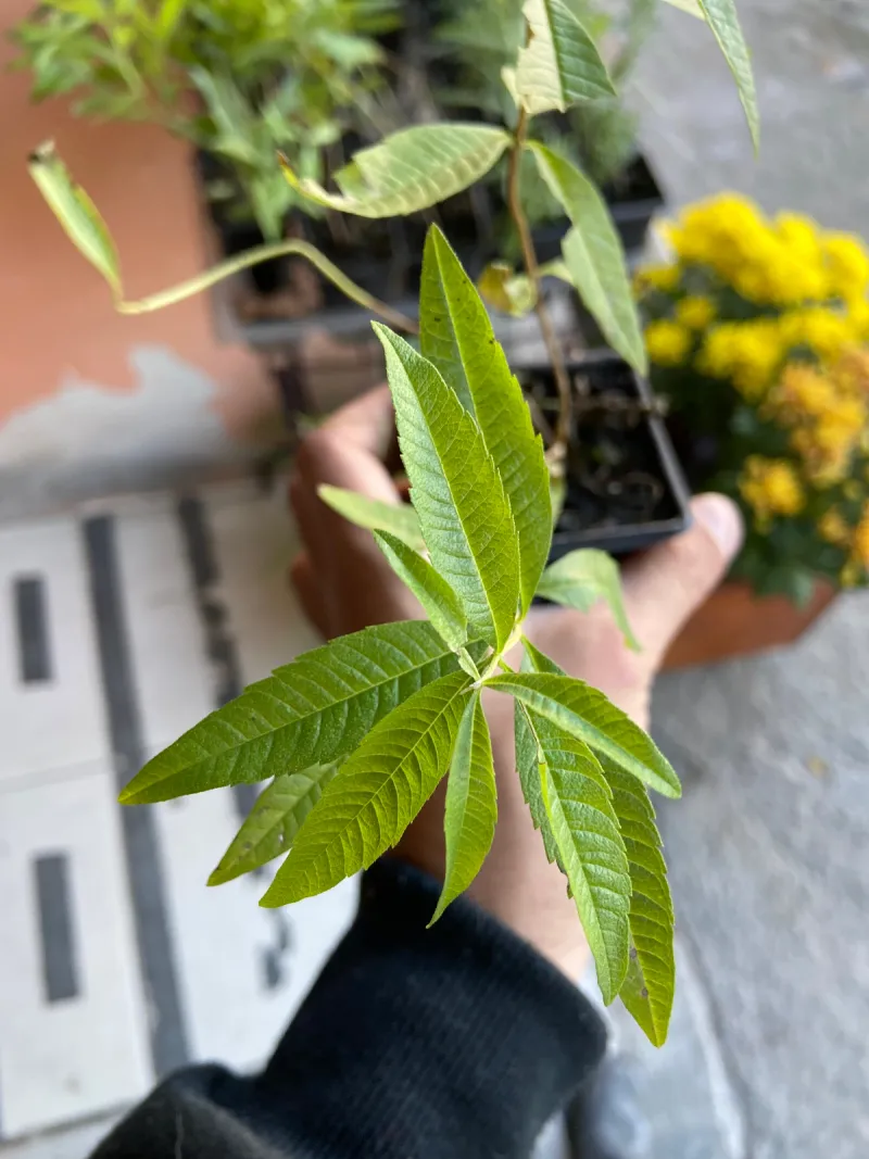 Cidro