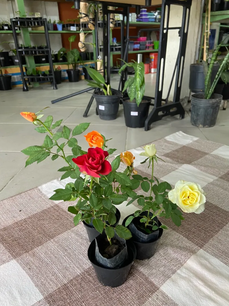 Roseira com Rosas
